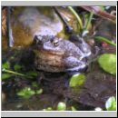 Bufo bufo - Erdkroete 02.jpg